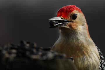 Red Bellied Woodpecker Feeding on Black Sunflower Seed