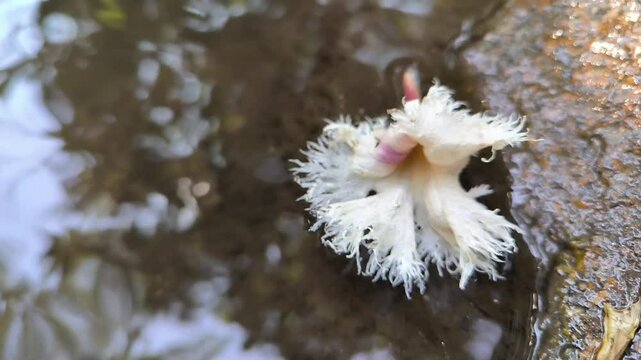 White flowers floating in the stream