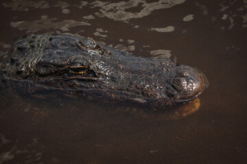 Close-up of Alligator swimming in Water, Teeth visible; Copy Space