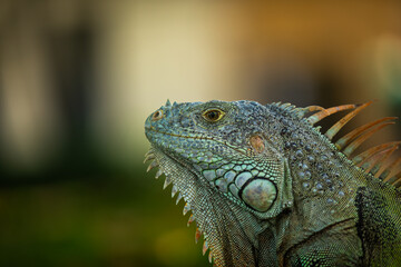 Sideview Portrait of a beautiful green Iguana, Headshot; Copy Space