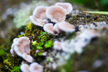 Fototapeta premium mushroom on the tree