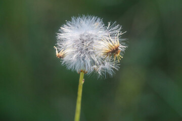 dandelion head