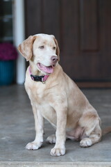 Champagne labrador retriever