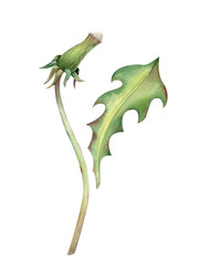 An unopened dandelion bud with a green leaf. Watercolor wildflower isolated on a white background. Botanical illustration.