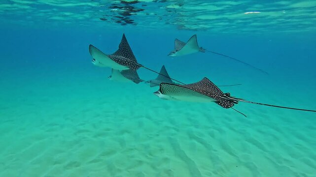 Snorkeling in Maui with spotted eagle rays