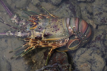 Panulirus argus is a species of lobster from the Atlantic Ocean, common from the Caribbean Sea to the coast of southeastern Brazil. Fortaleza - Ceará, Brazil.