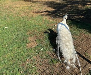 A white peacock stands elegantly on the green grass. Beautiful white peacock feathers. Albino peacock close-up.