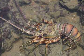 Panulirus argus is a species of lobster from the Atlantic Ocean, common from the Caribbean Sea to the coast of southeastern Brazil. Fortaleza - Ceará, Brazil.