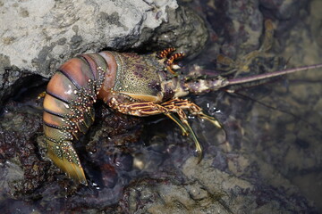 Panulirus argus is a species of lobster from the Atlantic Ocean, common from the Caribbean Sea to the coast of southeastern Brazil. Fortaleza - Ceará, Brazil.