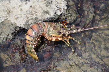 Panulirus argus is a species of lobster from the Atlantic Ocean, common from the Caribbean Sea to the coast of southeastern Brazil. Fortaleza - Ceará, Brazil.