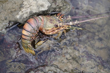 Panulirus argus is a species of lobster from the Atlantic Ocean, common from the Caribbean Sea to the coast of southeastern Brazil. Fortaleza - Ceará, Brazil.