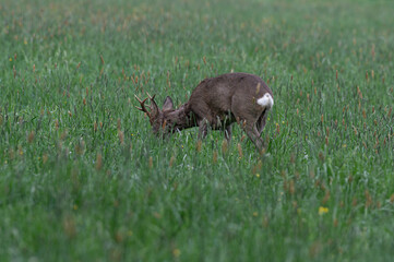 koziołek samiec sarny z rogami na łące © Henryk Niestrój