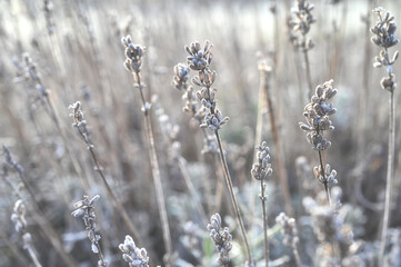 Frost on lavender buds and stem in the fog on winter morning. neutral tones texture 