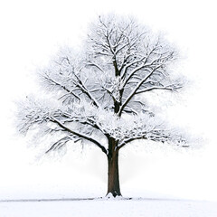 Obraz premium winter tree covered with snow isolated on transparent background