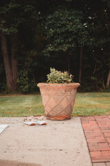 pots in garden