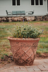 flower in pot