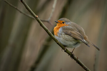 Fototapeta premium European Robin (Erithacus rubecula) on a perch, Donkmeer, Belgium