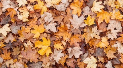 Herbstlaub auf Waldboden: Lebendige Bl&auml;tter im nat&uuml;rlichen Chaos f&uuml;r saisonale Designs