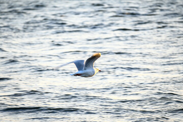 海辺を飛ぶカモメ　西宮市香櫨園浜で撮影