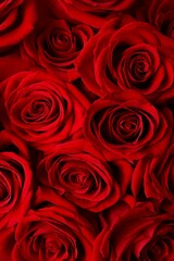 Beautiful red roses close up