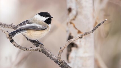 
A Blacked-capped Chickadee perches in an aspen grove.
