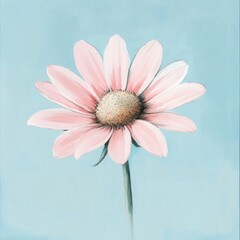 Delicate pink daisy flower on light blue background.