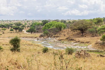 Panorama view with dry river in Tarangire National Park in Tanzania East Africa