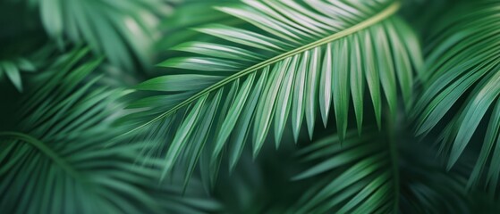 Lush green palm leaves background.