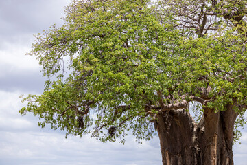 African baobab tree well known as tree of life in Tarangire National Park in Tanzania East Africa