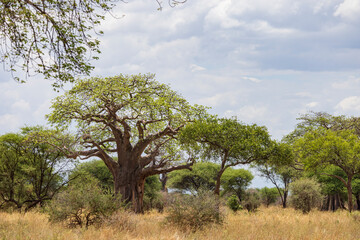 Landscape with African baobab trees well known as trees of life in Tarangire National Park in...