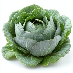 Obraz premium photo of a cabbage, hd, isolated on white backgroun