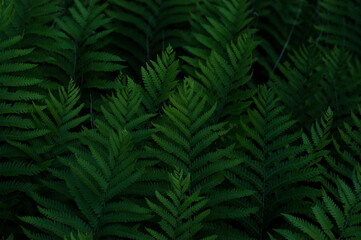green fern fronds