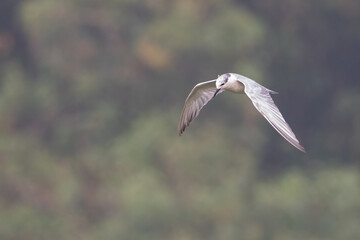 Whiskered Tern bird flying in a blurred background, looking for small fish over a water pond | Chlidonias hybrida | Least Concern (Population stable)