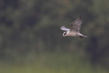 Obraz premium Whiskered Tern bird flying in a blurred background, looking for small fish over a water pond | Chlidonias hybrida | Least Concern (Population stable)