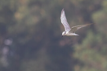 Obraz premium Whiskered Tern bird flying in a blurred background, looking for small fish over a water pond | Chlidonias hybrida | Least Concern (Population stable)