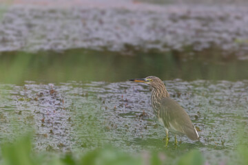 Indian pond heron beautiful images in wetlands | Ardeola grayii | Ardeidae