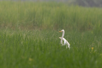 Great egret (Ardea alba) | white bird with beautiful blurred green background | white bird with beautiful morning vibes | white birds in rice fields.