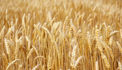 Fototapeta premium Ripe wheat spikes in agricultural field on sunny day, closeup