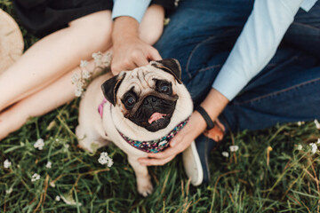 pug dog in a hand