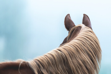 horse equine detail shot fine art copy space