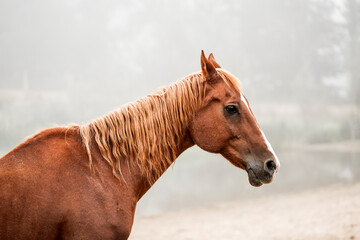 horse equine detail shot fine art copy space