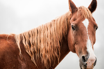 horse equine detail shot fine art copy space