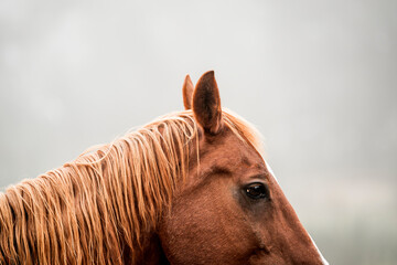 horse equine detail shot fine art copy space