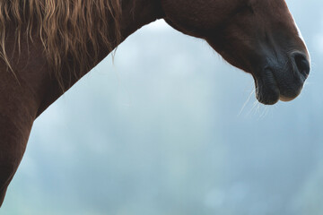 horse equine detail shot fine art copy space