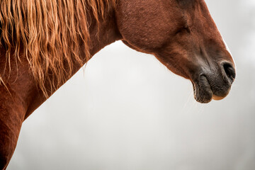 horse equine detail shot fine art copy space