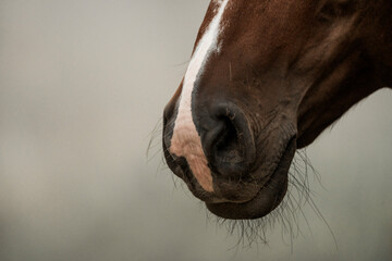 horse equine detail shot fine art copy space