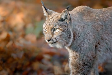 Fototapeta premium Eurasian lynx in autumn foliage.