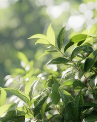 Obraz premium Traditional tea farming practices lush greenery high-resolution textures sunny environment close-up view organic growth concepts