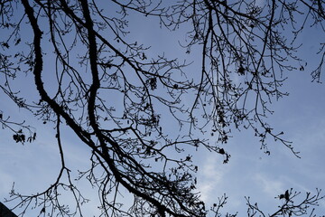 Zweige der Baumkrone