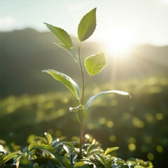 Obraz premium Premium tea harvesting process in lush green fields high-resolution textures natural environment close-up view